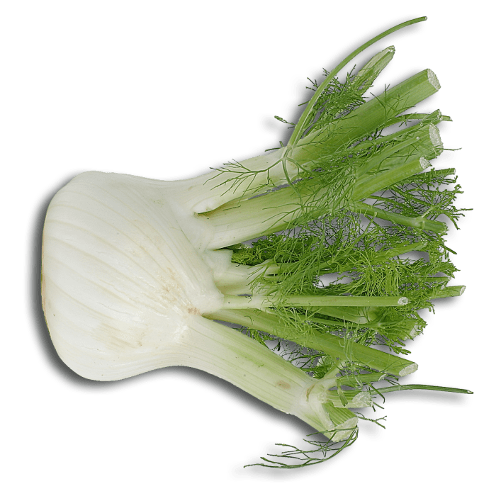 Fennel Bulb TheMealDB